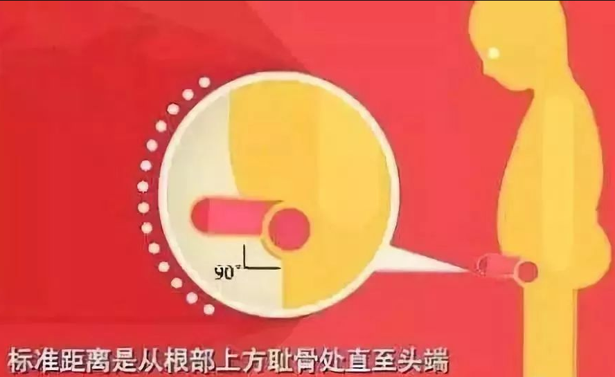 阴茎长度
