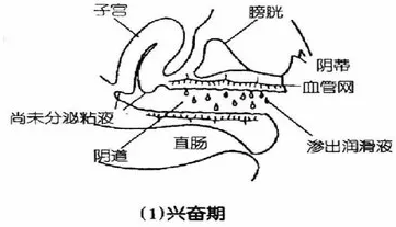 子宫