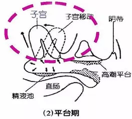 子宫