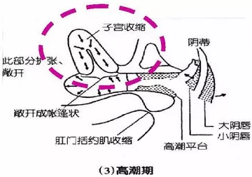 子宫