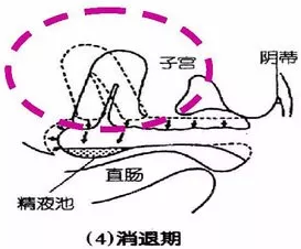 子宫
