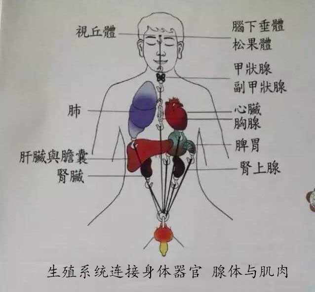 宗筋悬挂牵