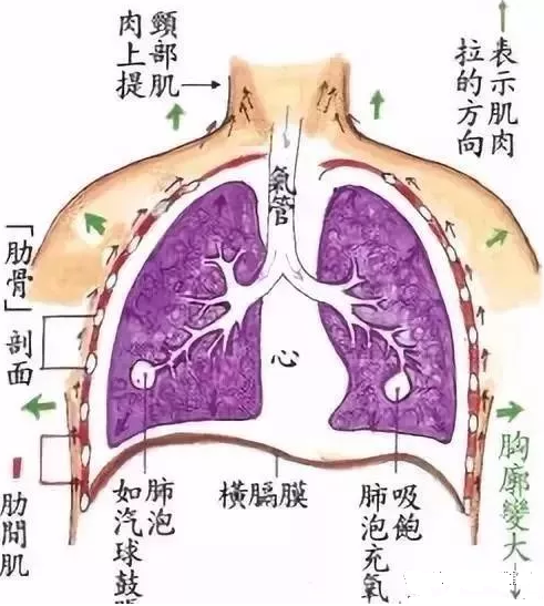 腹式呼吸