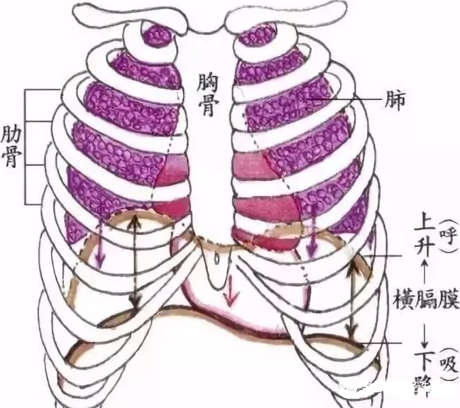 腹式呼吸
