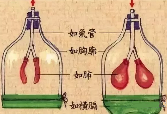 腹式呼吸