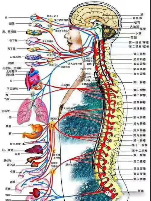 髓脉（脊柱）与人体神经丛关系图