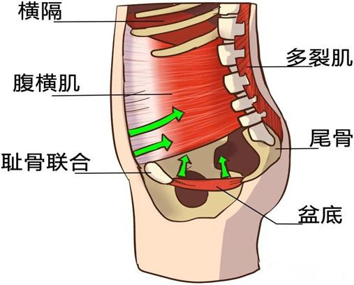 骨盆底肌（pc肌）